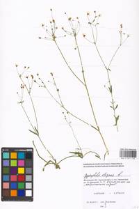 Gypsophila elegans M. Bieb., Eastern Europe, Moscow region (E4a) (Russia)