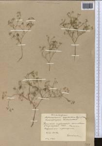 Psammogeton capillifolium (Regel & Schmalh.) Mousavi, Mozaff. & Zarre, Middle Asia, Western Tian Shan & Karatau (M3) (Kyrgyzstan)