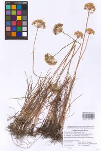 Allium flavescens Besser, Eastern Europe, Central region (E4) (Russia)