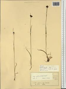 Luzula spicata (L.) DC., Western Europe (EUR) (Norway)