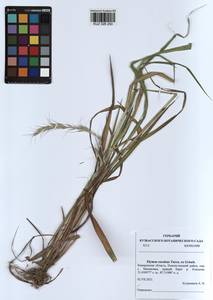 Elymus dahuricus Griseb., Siberia, Altai & Sayany Mountains (S2) (Russia)