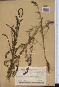 Suaeda altissima (L.) Pall., Middle Asia, Muyunkumy, Balkhash & Betpak-Dala (M9) (Kazakhstan)