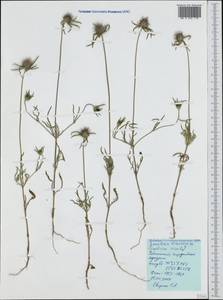 Lomelosia divaricata (Jacq.) Greuter & Burdet, Crimea (KRYM) (Russia)