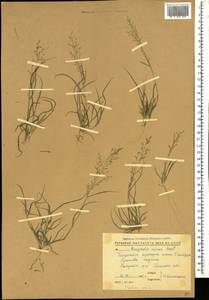 Eragrostis minor Host, Caucasus, Stavropol Krai, Karachay-Cherkessia & Kabardino-Balkaria (K1b) (Russia)