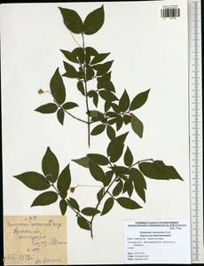 Euonymus verrucosus Scop., Eastern Europe, Central region (E4) (Russia)