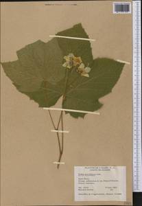Rubus nutkanus Moc. ex Ser., America (AMER) (United States)
