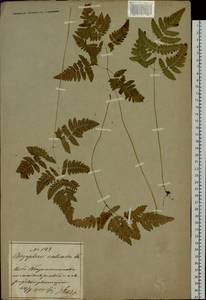 Gymnocarpium jessoense (Koidz.) Koidz., Siberia, Russian Far East (S6) (Russia)
