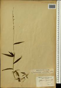 Oplismenus compositus (L.) P.Beauv., Africa (AFR) (Gabon)