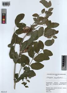 KUZ 001 394, Astragalus glycyphyllos L., Siberia, Altai & Sayany Mountains (S2) (Russia)