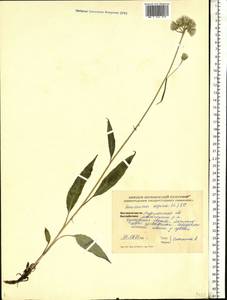 Saussurea alpina (L.) DC., Eastern Europe, Northern region (E1) (Russia)