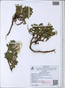 Salix berberifolia Pall., Siberia, Russian Far East (S6) (Russia)