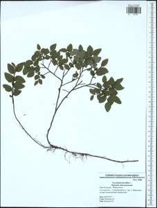 Vaccinium myrtillus L., Eastern Europe, Central region (E4) (Russia)