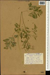 Chaerophyllum bulbosum L., Caucasus, Stavropol Krai, Karachay-Cherkessia & Kabardino-Balkaria (K1b) (Russia)