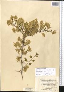 Atraphaxis pyrifolia Bunge, Middle Asia, Pamir & Pamiro-Alai (M2) (Uzbekistan)