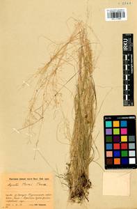 Agrostis vinealis Schreb., Siberia, Baikal & Transbaikal region (S4) (Russia)