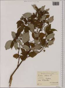 Rubus idaeus L., Western Europe (EUR) (Bulgaria)