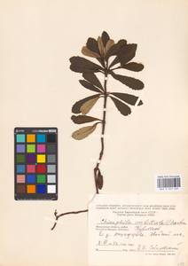 Chimaphila umbellata (L.) W. P. C. Barton, Eastern Europe, Moscow region (E4a) (Russia)