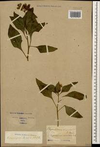Physochlaina orientalis (M. Bieb.) G. Don, Caucasus, Stavropol Krai, Karachay-Cherkessia & Kabardino-Balkaria (K1b) (Russia)
