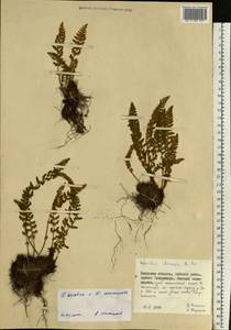 Woodsia asiatica × acuminata, Siberia, Russian Far East (S6) (Russia)
