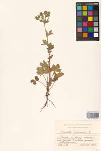 Potentilla intermedia L., Eastern Europe, Moscow region (E4a) (Russia)