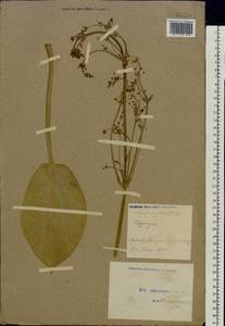 Alisma plantago-aquatica L., Eastern Europe, Moscow region (E4a) (Russia)