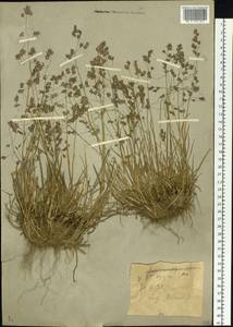 Poa alpina L., Siberia, Western (Kazakhstan) Altai Mountains (S2a) (Kazakhstan)