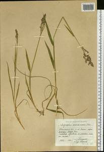 Phalaris arundinacea L., Siberia, Western Siberia (S1) (Russia)