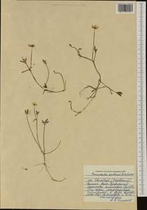 Coptidium pallasii (Schltdl.) A. & D. Löve, Western Europe (EUR) (Svalbard and Jan Mayen)