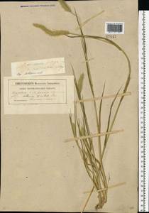 Setaria viridis (L.) P.Beauv., Eastern Europe, South Ukrainian region (E12) (Ukraine)