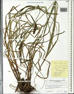 Carex atherodes Spreng., Eastern Europe, Central forest region (E5) (Russia)