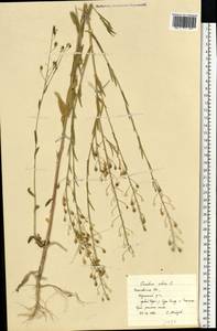 Camelina sativa (L.) Crantz, Eastern Europe, Middle Volga region (E8) (Russia)