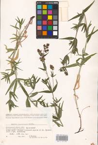 Galium rubioides L., Eastern Europe, Lower Volga region (E9) (Russia)