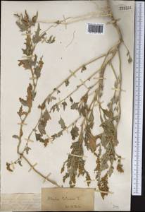 Atriplex tatarica L., Middle Asia, Muyunkumy, Balkhash & Betpak-Dala (M9) (Kazakhstan)