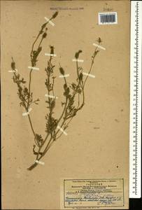 Adonis aestivalis L., Caucasus, Azerbaijan (K6) (Azerbaijan)