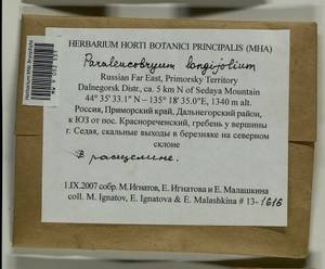 Paraleucobryum longifolium (Ehrh. ex Hedw.) Loeske, Bryophytes, Bryophytes - Russian Far East (excl. Chukotka & Kamchatka) (B20) (Russia)
