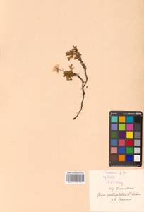 Geum pentapetalum (L.) Makino, Siberia, Russian Far East (S6) (Russia)