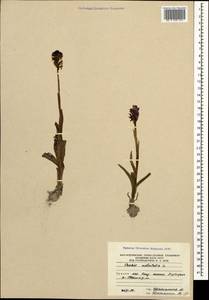 Neotinea ustulata (L.) R.M.Bateman, Pridgeon & M.W.Chase, Caucasus, South Ossetia (K4b) (South Ossetia)