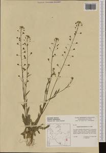 Capsella bursa-pastoris (L.) Medik., Western Europe (EUR) (Germany)
