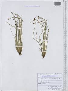 Eleocharis ovata (Roth) Roem. & Schult., Caucasus, North Ossetia, Ingushetia & Chechnya (K1c) (Russia)