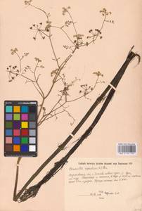 Oenanthe aquatica (L.) Poir., Eastern Europe, North Ukrainian region (E11) (Ukraine)