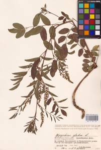 Glycyrrhiza glabra L., Eastern Europe, Lower Volga region (E9) (Russia)