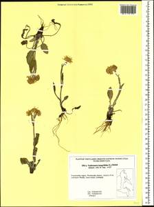 Tephroseris integrifolia (L.) Holub, Siberia, Chukotka & Kamchatka (S7) (Russia)