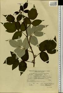 Rubus sachalinensis H. Lév., Eastern Europe, Eastern region (E10) (Russia)