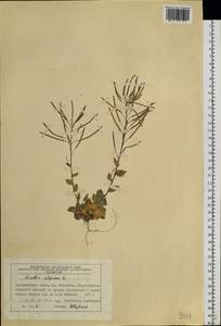Arabis alpina L., Siberia, Central Siberia (S3) (Russia)
