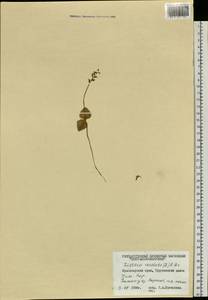 Neottia cordata (L.) Rich., Siberia, Central Siberia (S3) (Russia)