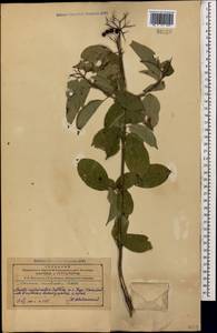 Cornus sanguinea subsp. australis (C.A.Mey.) Jáv., Caucasus, Azerbaijan (K6) (Azerbaijan)