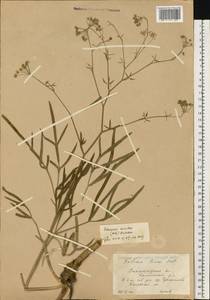 Falcaria vulgaris Bernh., Eastern Europe, Lower Volga region (E9) (Russia)