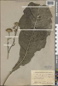 Inula grandis Schrenk ex Fisch. & C. A. Mey., Middle Asia, Western Tian Shan & Karatau (M3) (Uzbekistan)