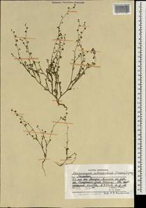 Microparacaryum intermedium subsp. intermedium, South Asia, South Asia (Asia outside ex-Soviet states and Mongolia) (ASIA) (Afghanistan)