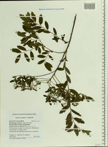 Spiraea media F. Schmidt, Eastern Europe, Northern region (E1) (Russia)